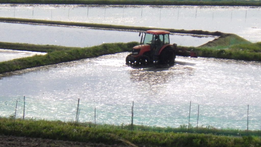 20160522_water in rice field 1_resized